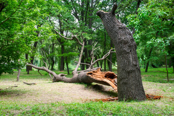 How Our Tree Care Process Works  in  Kingwood, WV